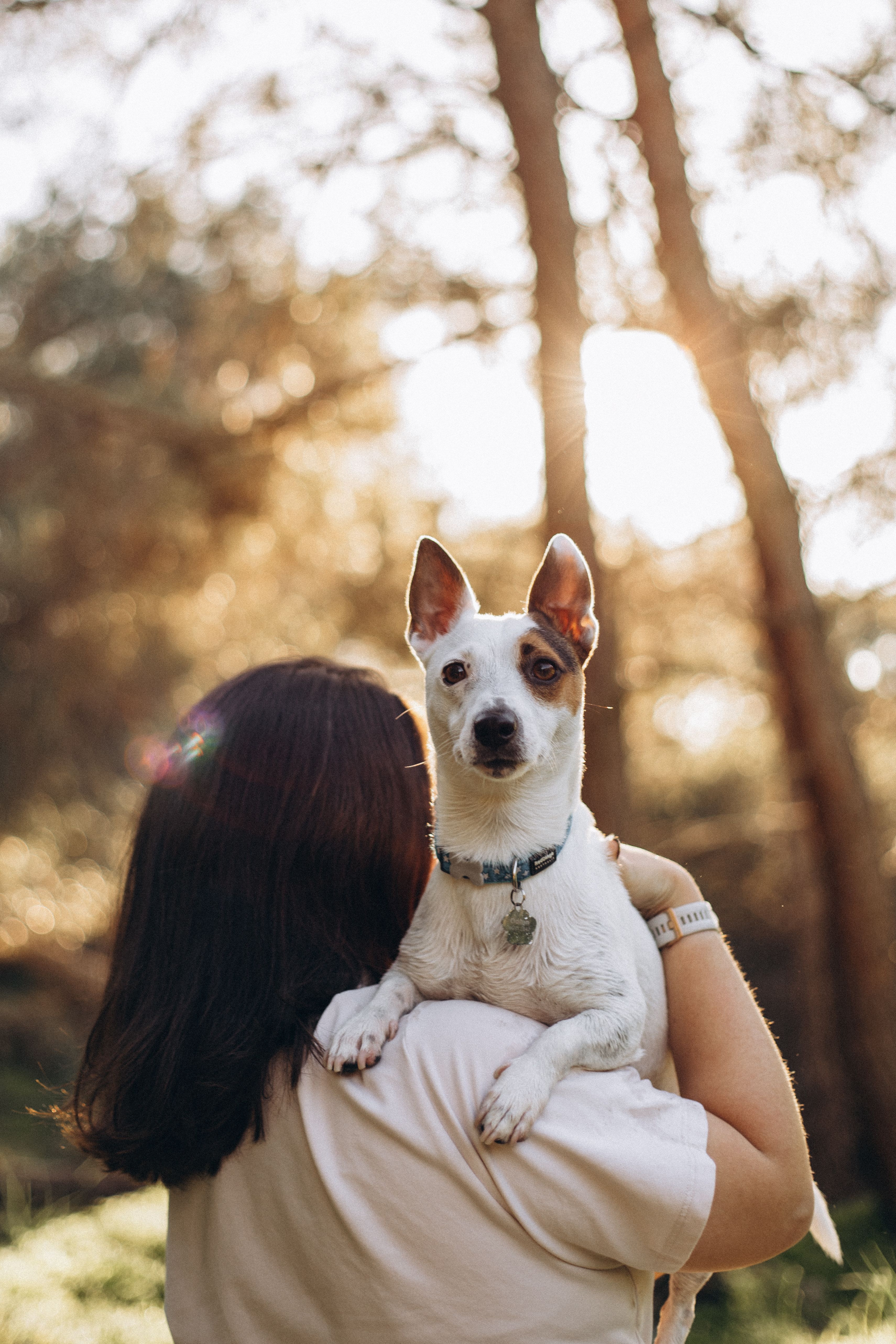 Sesión de fotografía de mascotas
